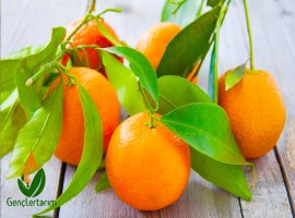 Mandalina