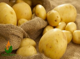 Patates